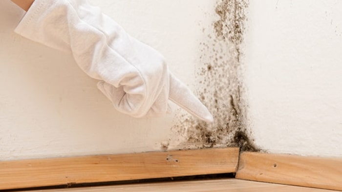 Các cách khử mùi ẩm mốc trong nhà đơn giản